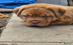 Dogue De Bordeaux dogs for sale: Dogue de bordeaux pups  - Image 18