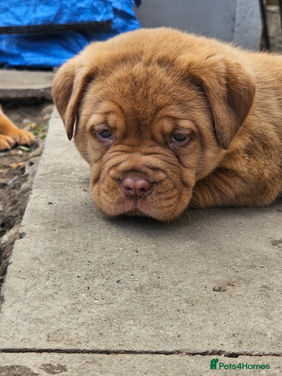 Dogue De Bordeaux dogs for sale: Dogue de bordeaux pups  - Image 18