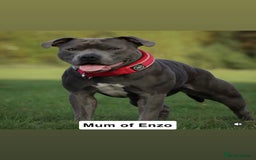 Staffordshire Bull Terrier dogs for stud: KC registered Staffordshire Bull Terrier - Image 3