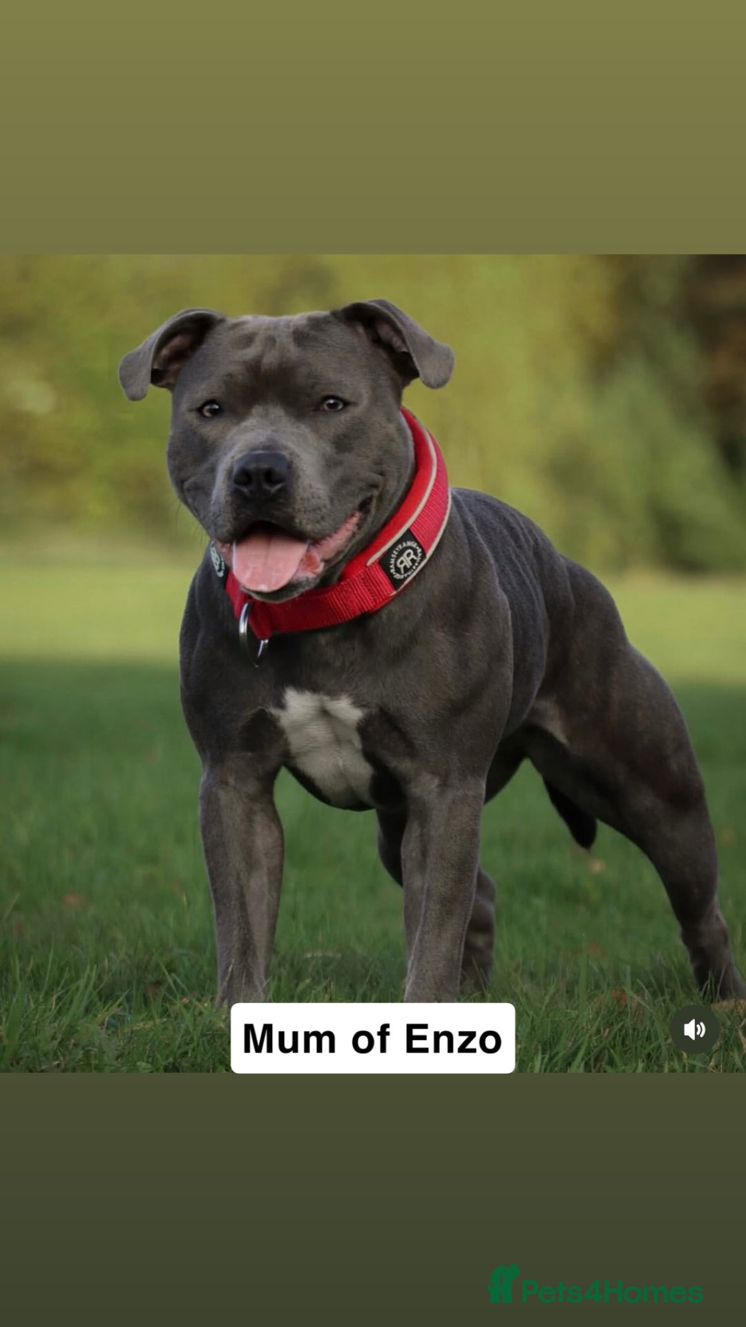 Staffordshire Bull Terrier dogs for stud: KC registered Staffordshire Bull Terrier - Image 3
