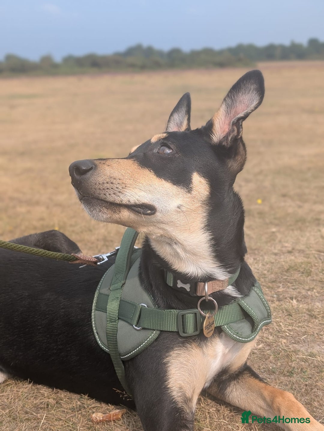 Mixed Breed dogs for adoption: Oreo - sweet little lad - Advert 7