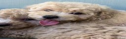 Mixed Breed dogs for sale: Rare Stunning Toy Cavapooshon Family Bred Puppies in Maidstone - Advert 19