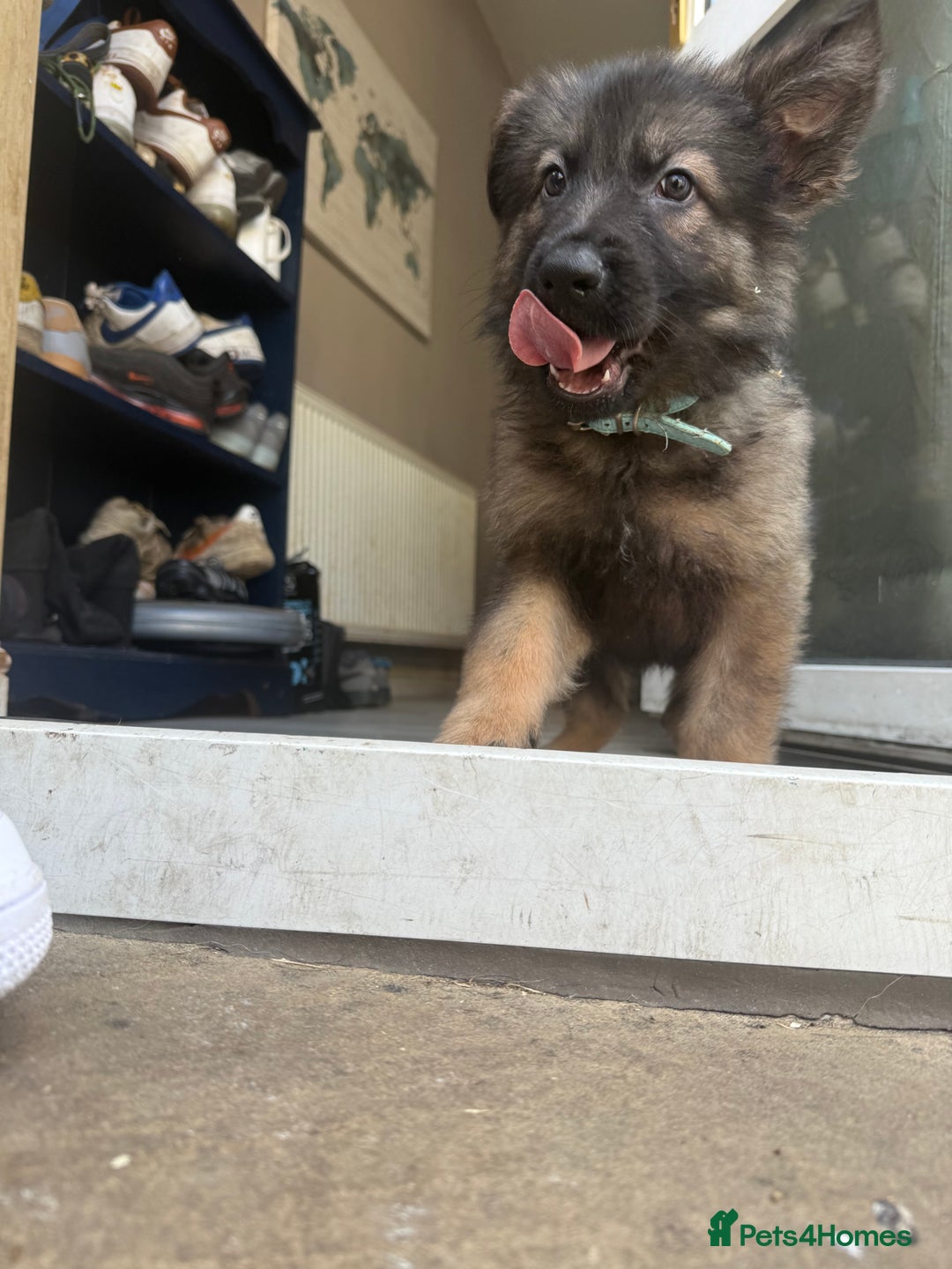 German Shepherd dogs for sale: READY NOW! German Shepherd x Belgian Malinois - Image 9