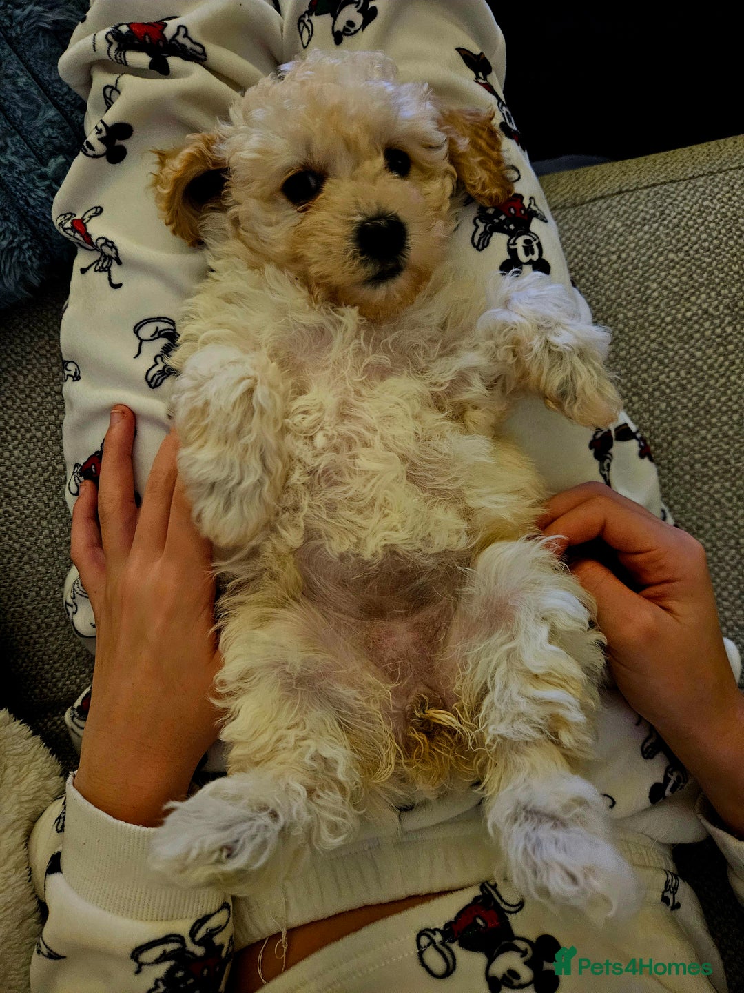 Poochon dogs for sale: 1 girl left!! Poochon pups ready to leave. - Advert 16