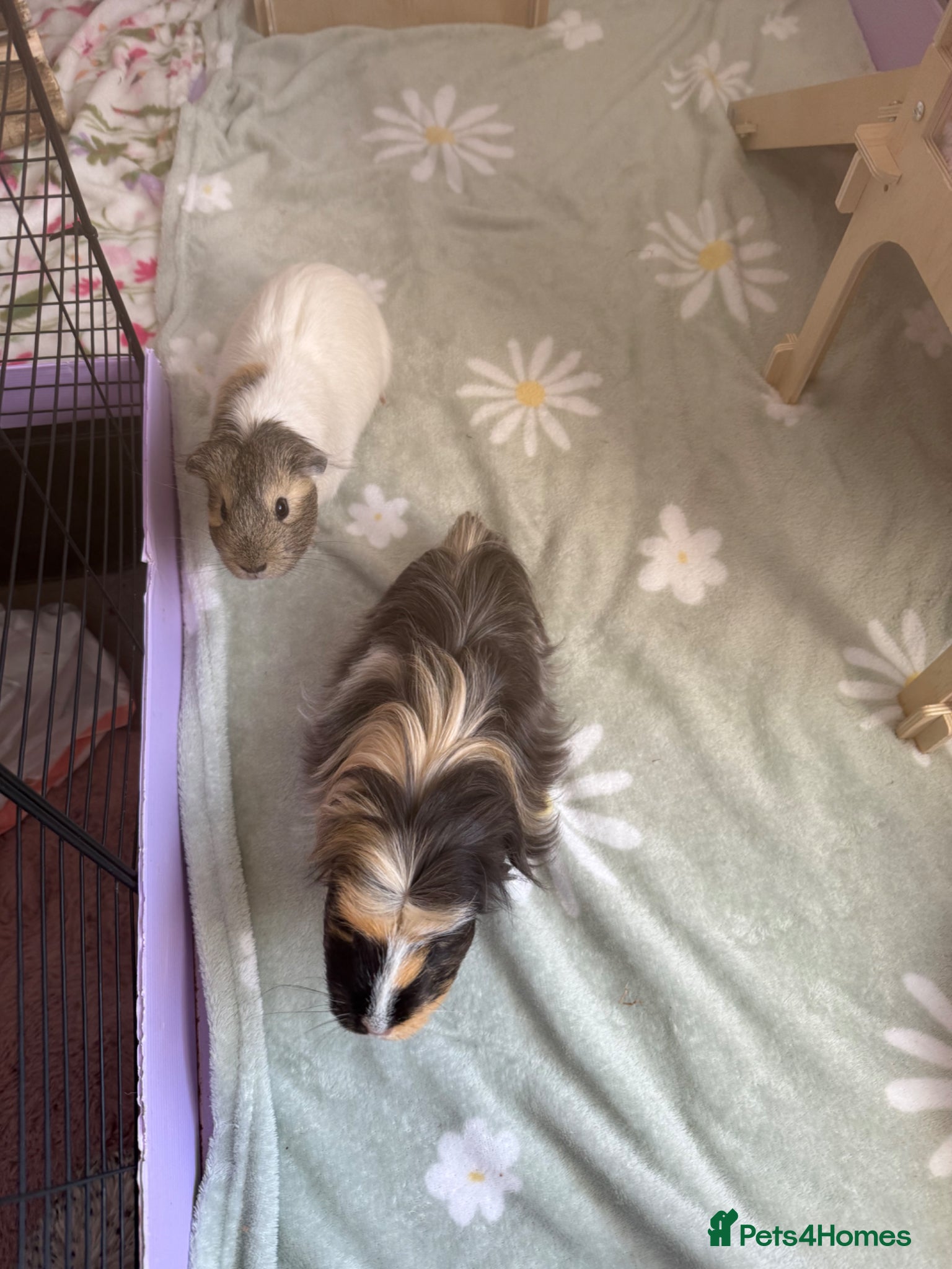 Guinea Pig rodents 2 Beautiful Guinea Pigs + Luxury Full Setup - Advert 1