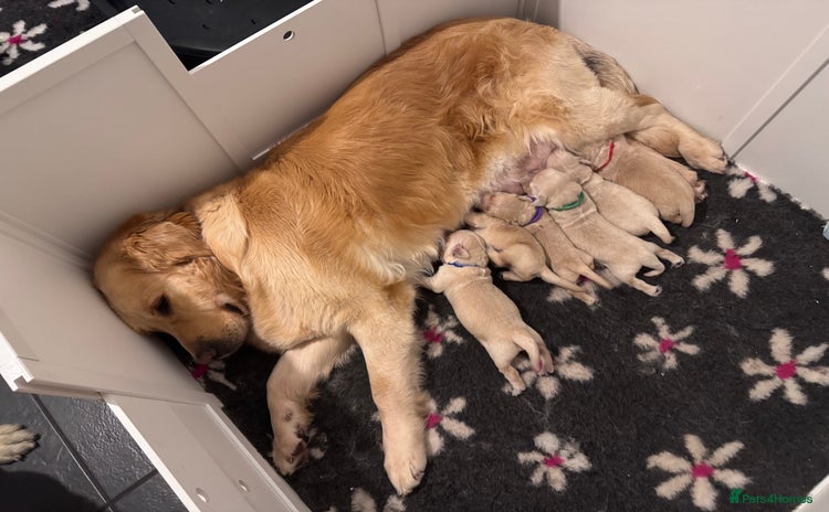 Golden Retriever dogs - Advert 2