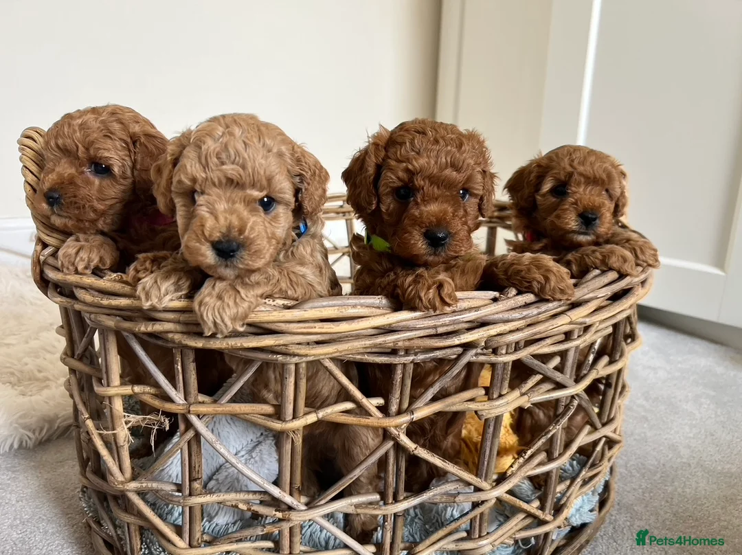 Poochon dogs for sale: Beautiful Poochon Puppies - Advert 2