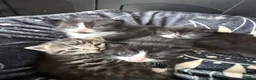 Mixed Breed cats for sale: 4 healthy chunky kittens - Advert 9