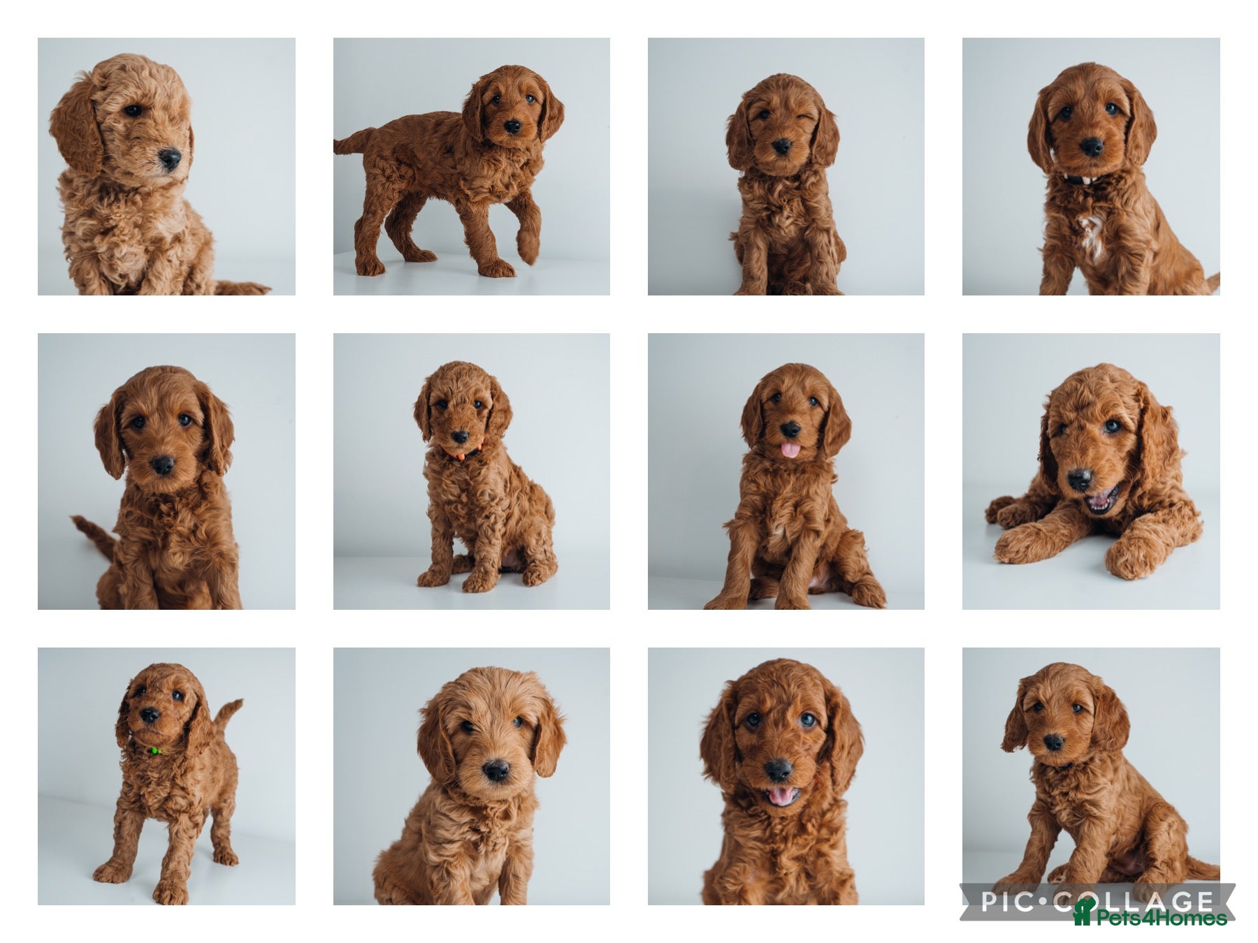 Labradoodle dogs F2B Labradoodle Puppies – Red & Apricot - Advert 18