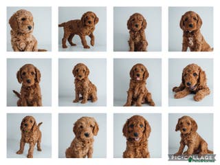 Labradoodle dogs F2B Labradoodle Puppies – Red & Apricot - Advert 18