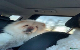 Chow Chow dogs for sale: Stunning male kc chow chow  - Advert 2