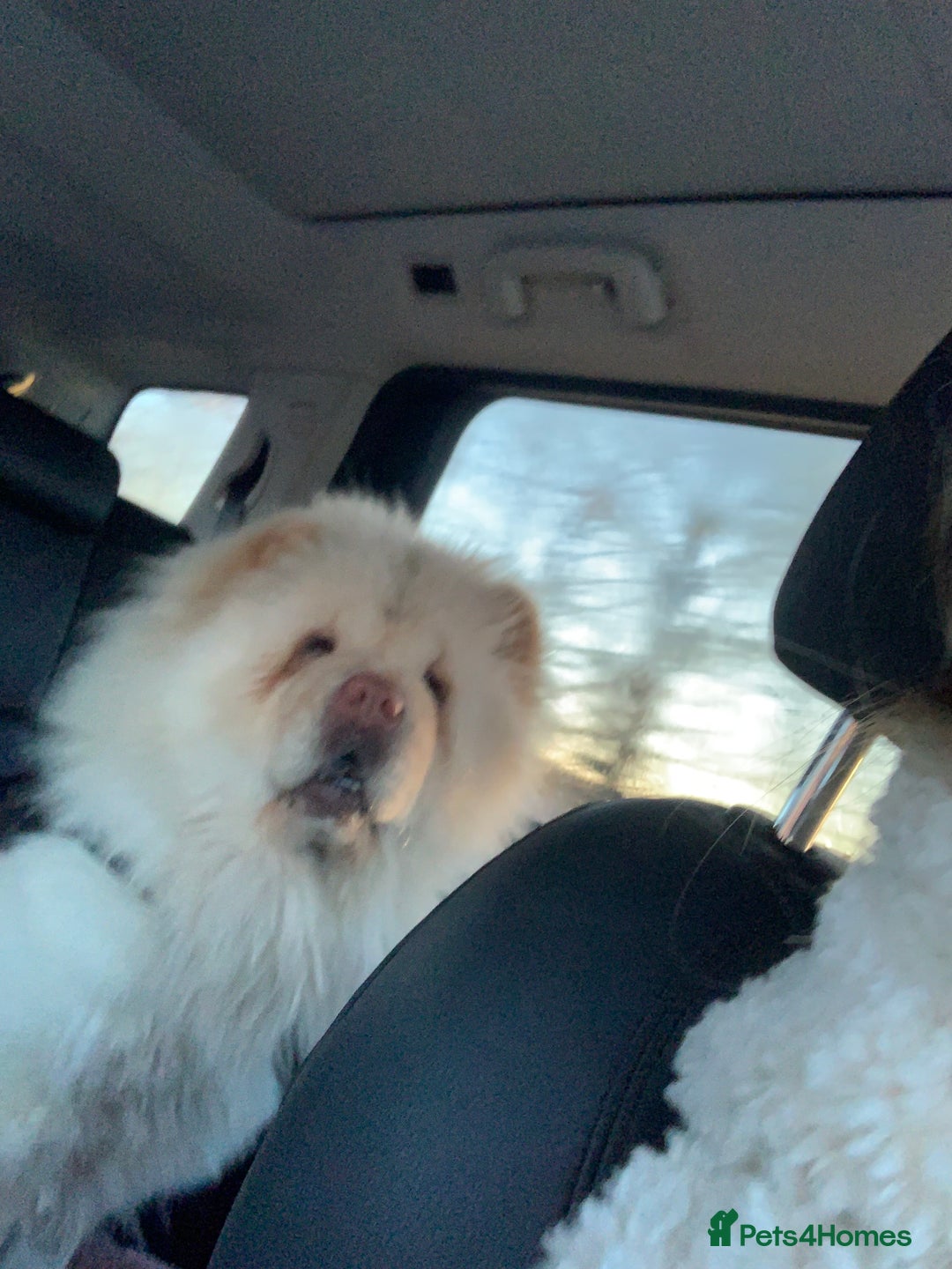 Chow Chow dogs for sale: Stunning male kc chow chow  - Advert 2