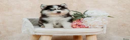 Pomsky dogs for sale: F3 Pomsky Puppies - all blue eyed  - Advert 23