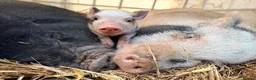 Pig livestock for sale: 1 x kunekune x boar and 3 kunekune x male piglets in Abergavenny - Advert 9