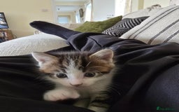 British Shorthair cats for sale: 5 beautiful kittens ready for a new home  - Image 4