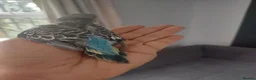 Budgerigars birds for sale: Hand reared super tame  budgie  - Advert 7