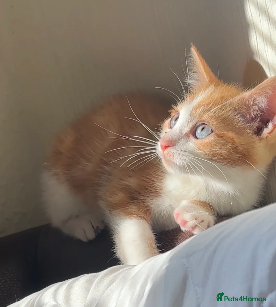 Mixed Breed cats for sale: Beautiful Tabby & Ginger Kittens in Manchester - Advert 2