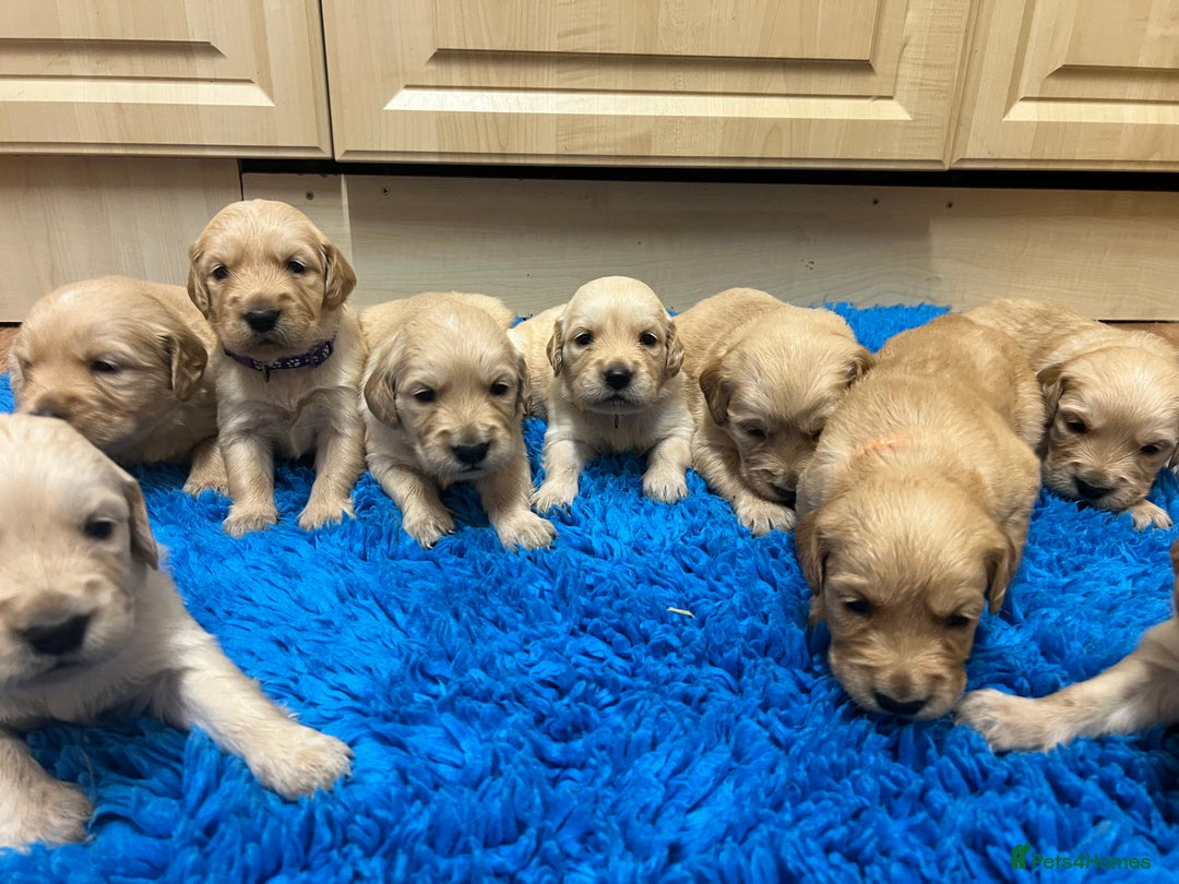 Golden Retriever dogs for sale: Gorgeous KC registered golden retriever puppies - Advert 7
