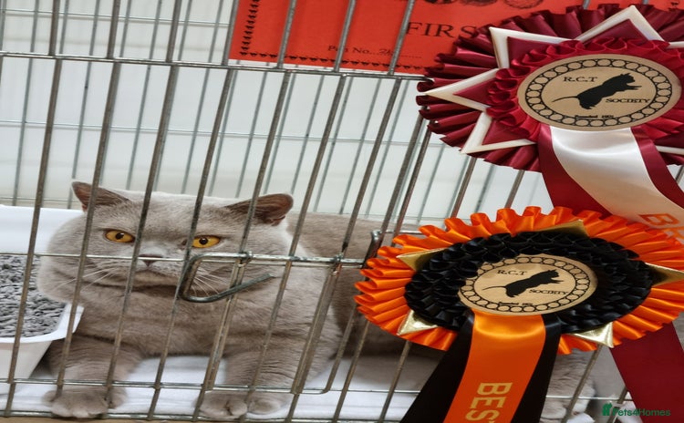 British Shorthair cats - Advert 4