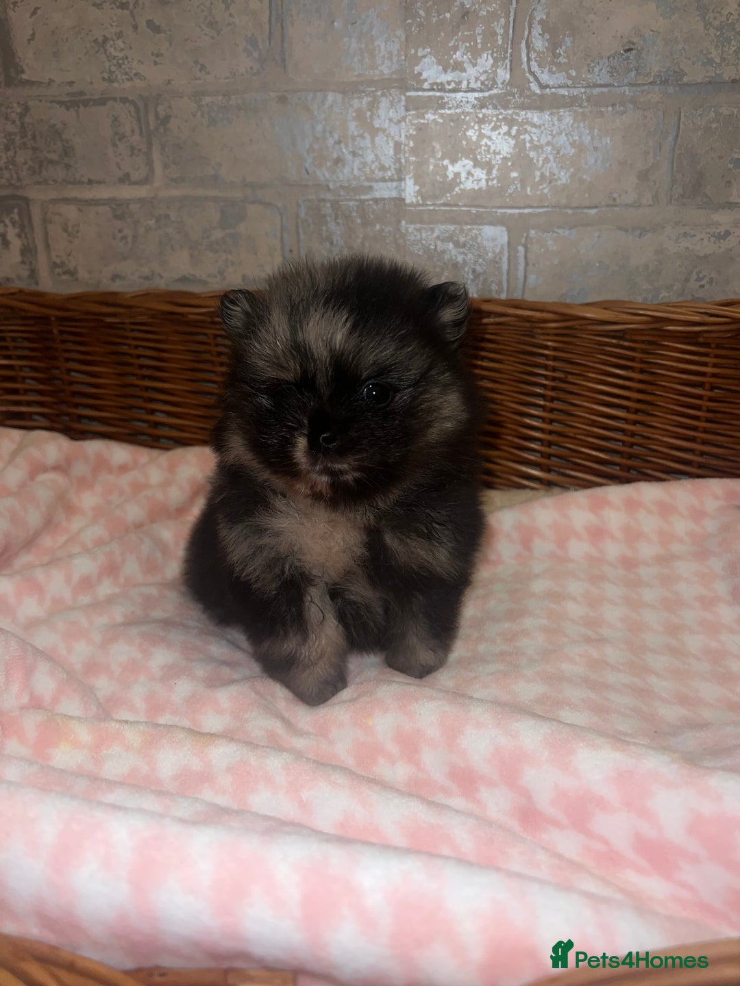 Pomeranian dogs for sale: ✨🖤Merle toy Russian Pomeranian 🖤✨ - Advert 7