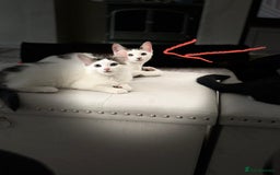 Mixed Breed cats for adoption: 4x 10 week rescue kittens waiting for homes - Image 5