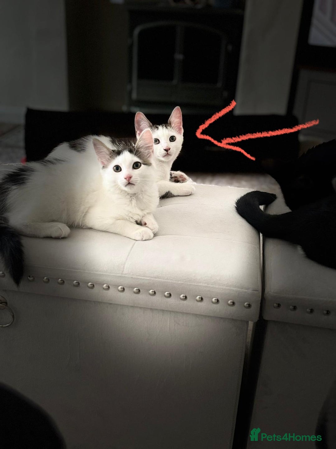 Mixed Breed cats for adoption: 4x 10 week rescue kittens waiting for homes - Image 5