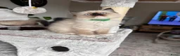 Ragdoll cats for sale: Ready Now! Beautiful Ragdoll Kittens! Xx  - Advert 29