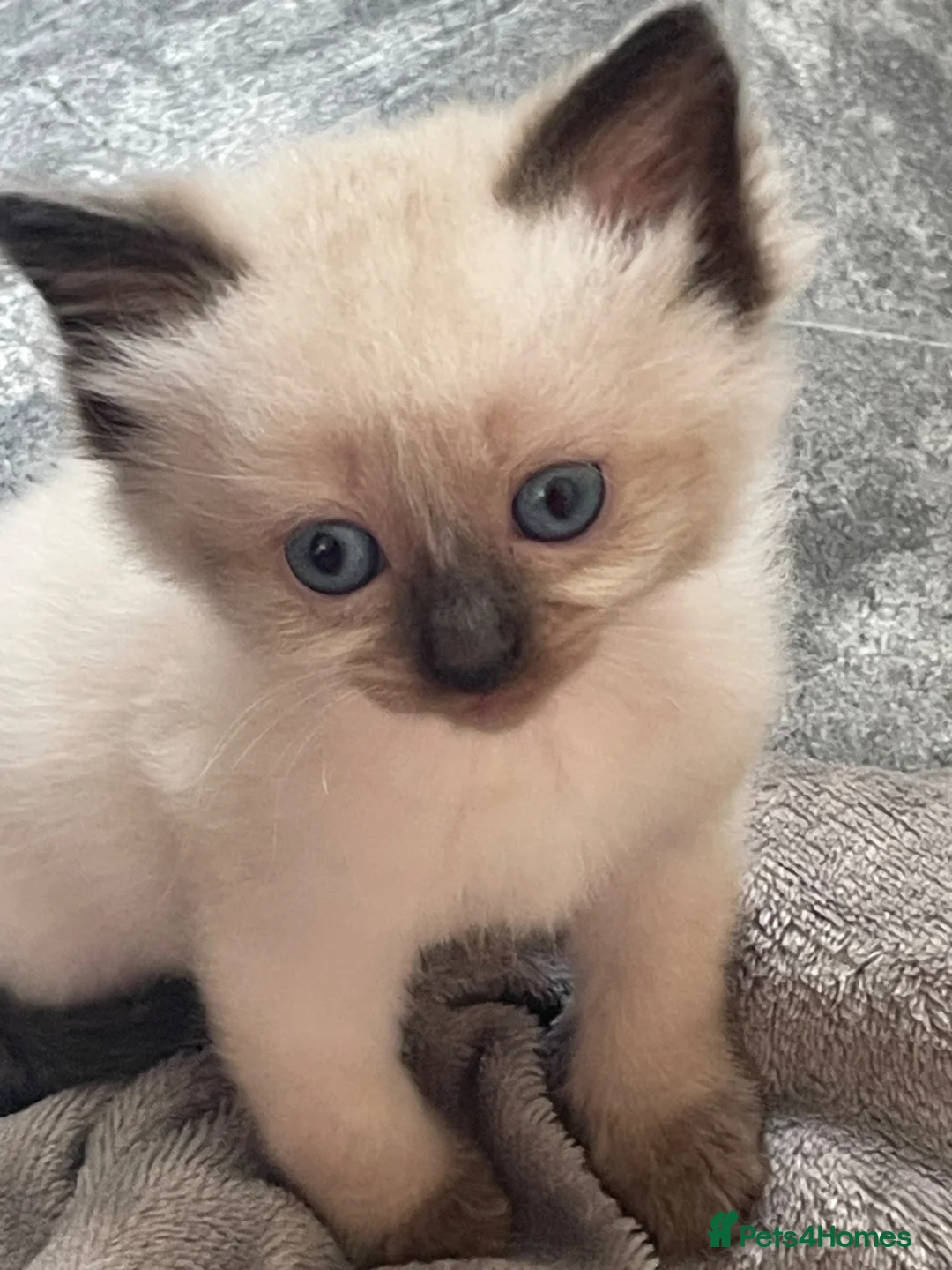 Mixed Breed cats for sale: Adorable fluffy ragdoll x kittens - Advert 2