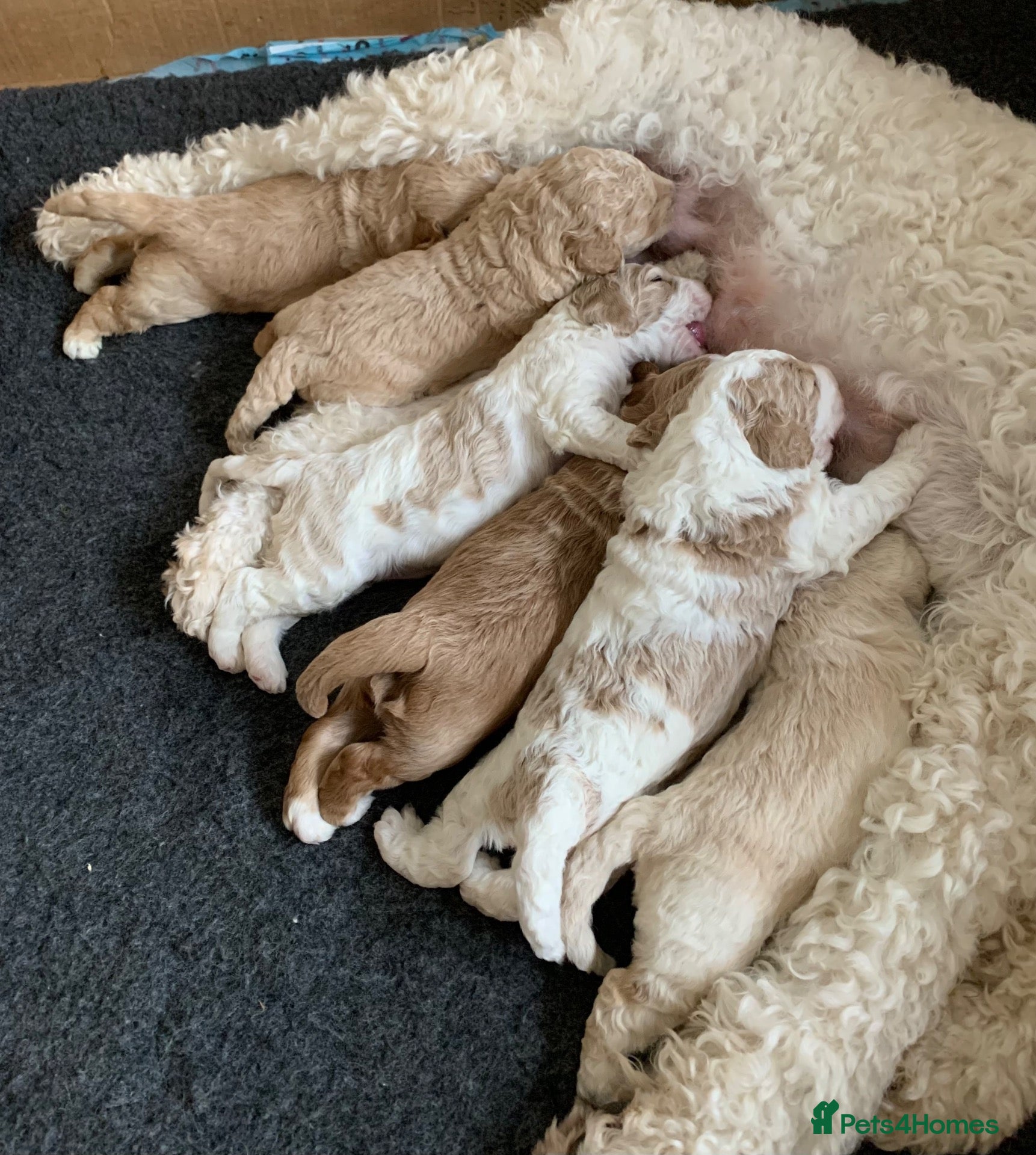 Goldendoodle dogs 🌟Premium Multi-Gen Doodle Puppies – Rare Colours  - Advert 1