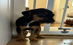 Jack Russell dogs for sale: Traditional Jack Russell Puppies  - Image 10