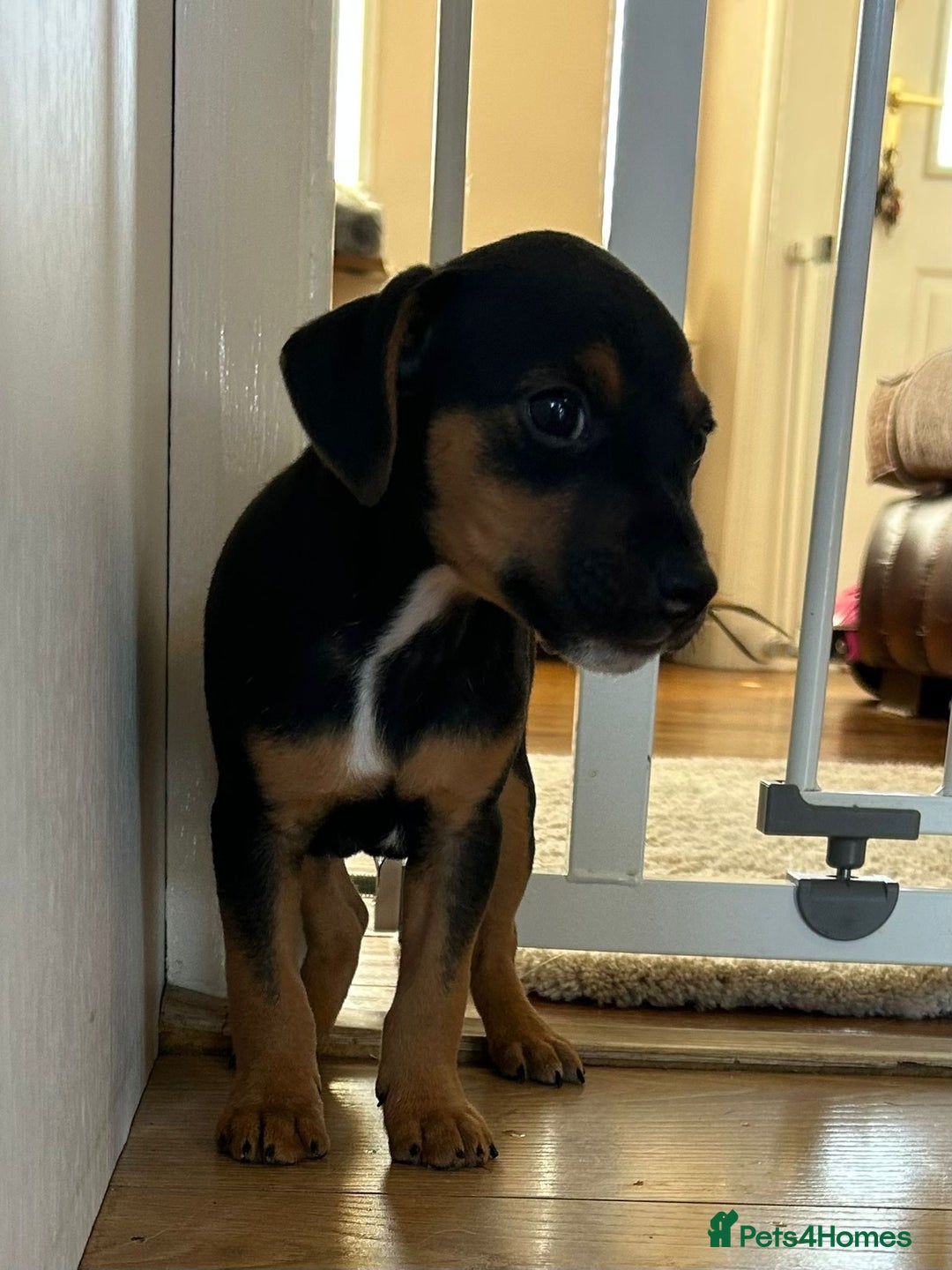 Jack Russell dogs for sale: Traditional Jack Russell Puppies  - Image 10
