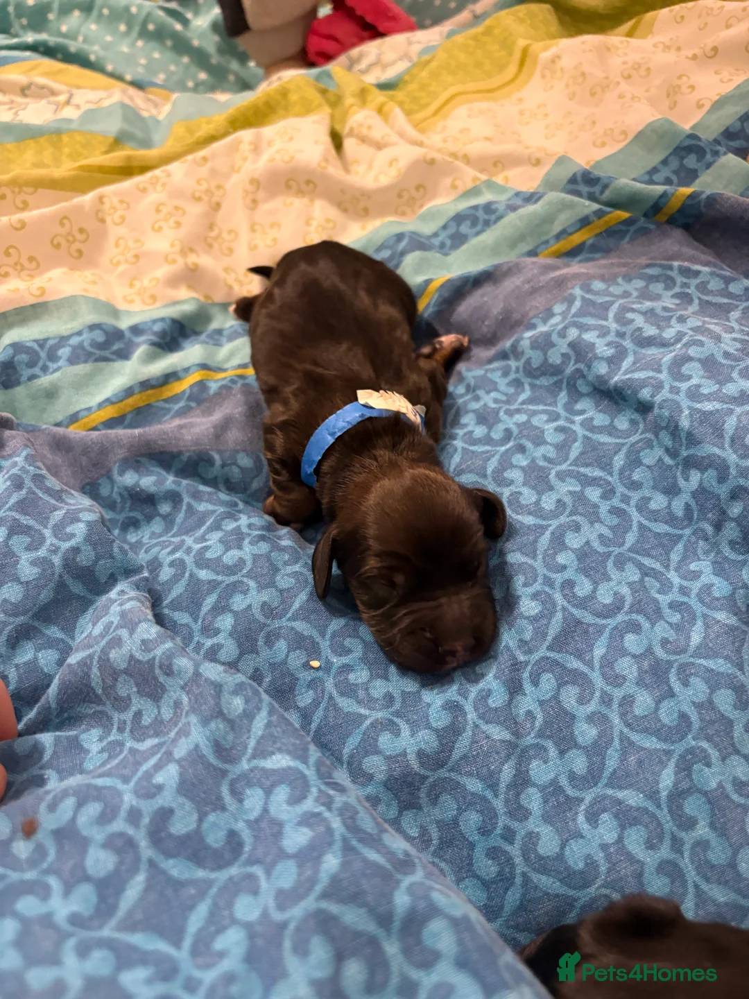 English Springer Spaniel dogs for sale: Springer spaniels for sale  - Advert 3