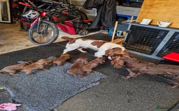 Sprocker dogs for sale: Adorable, well-socialised Sprocker Spaniel puppies - Image 12