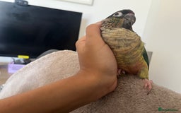 Conures birds for sale: Extremely clingy Green cheek conure - Image 2