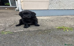 Borador dogs for sale: Borador puppies  - Image 6