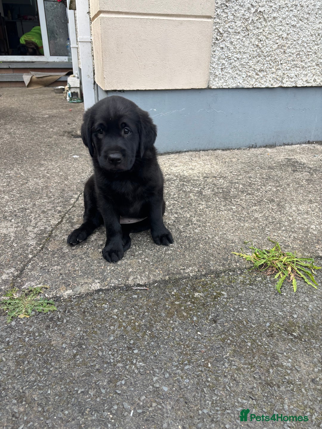 Borador dogs for sale: Borador puppies  - Image 6