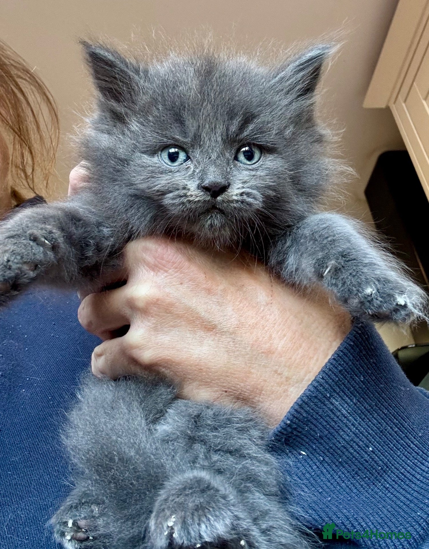 Mixed Breed cats Maine coon cross kittens stunning babies ready now - Advert 1