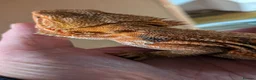 Bearded Dragon reptiles for sale: Bearded dragons and vividium  - Advert 2