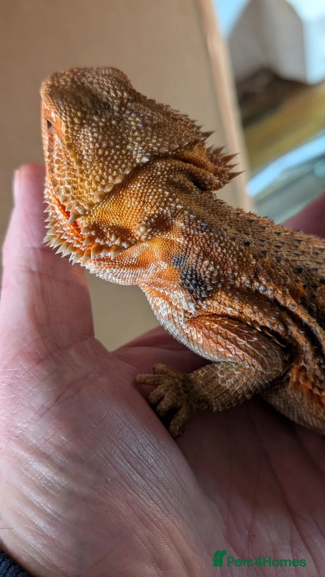 Bearded Dragon reptiles for sale: Bearded dragons and vividium  - Advert 2