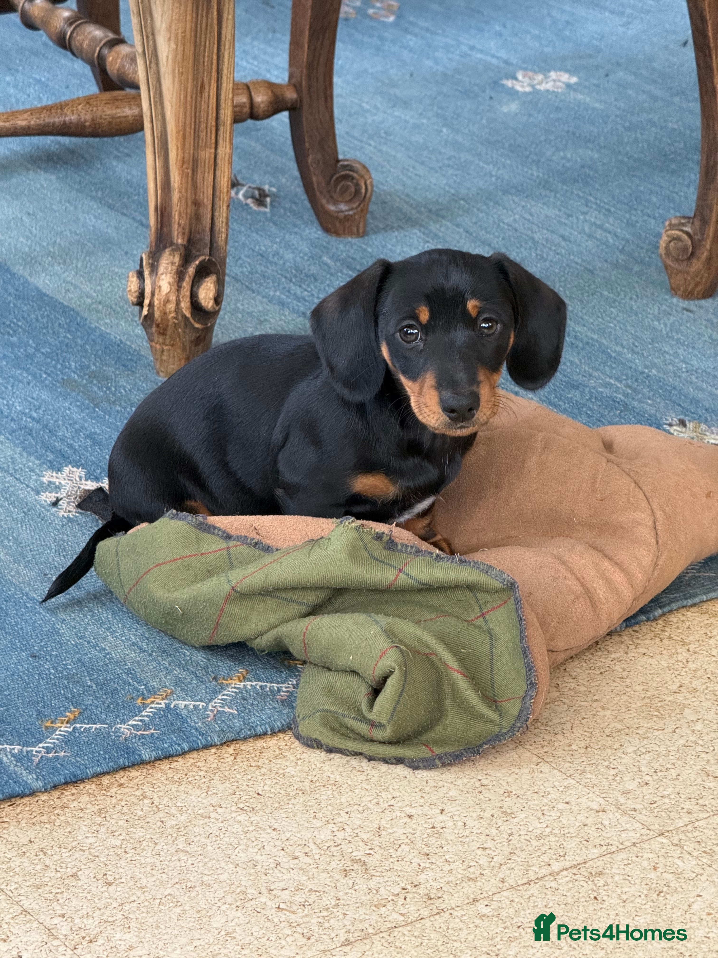 Miniature Dachshund dogs Four miniature dachshund puppies left  (Scotland) - Advert 2