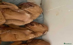 Dogue De Bordeaux dogs for sale: Dogue de Bordeaux puppy’s ready now  - Image 4