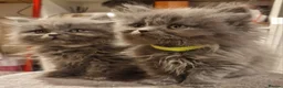 British Longhair cats for sale:  Gorgeous British Blue longhair kittens - Advert 6