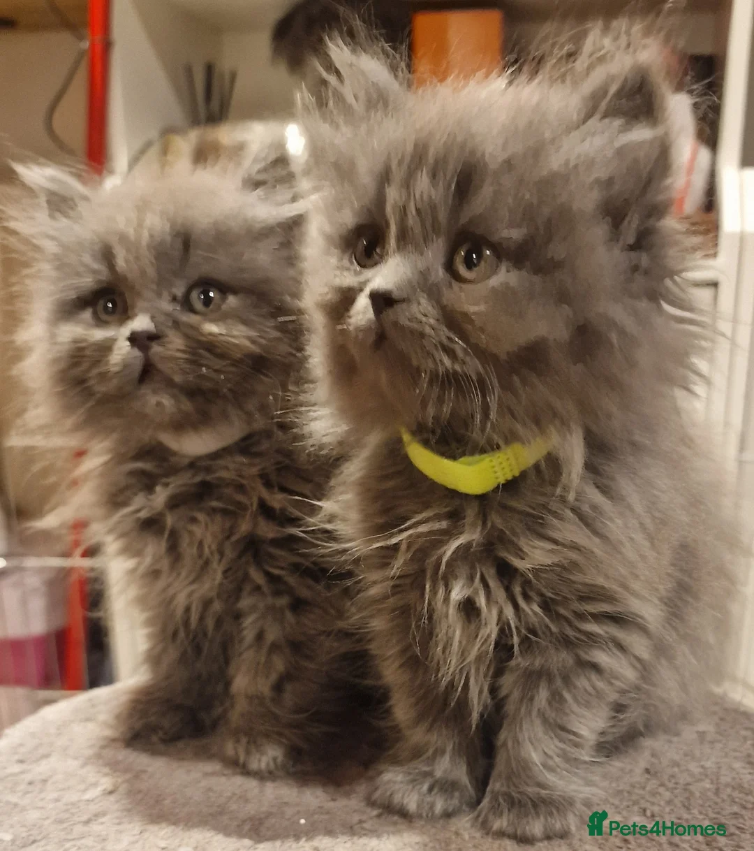 British Longhair cats for sale:  Gorgeous British Blue longhair kittens - Advert 6