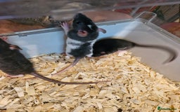 Rat rodents for sale: 4 beautiful Male Rats - Image 3