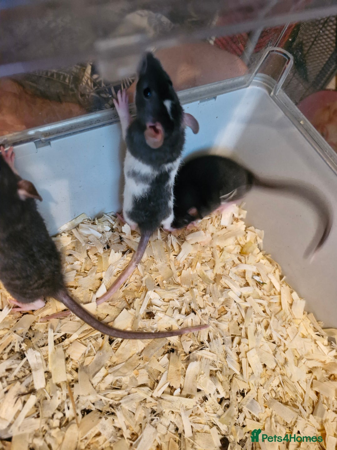 Rat rodents for sale: 4 beautiful Male Rats - Image 3