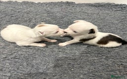 Chihuahua dogs for sale: Long haired chihuahuas  - Image 7
