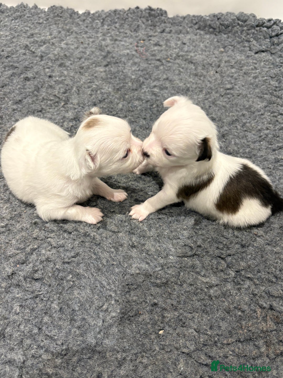 Chihuahua dogs for sale: Long haired chihuahuas  - Image 7