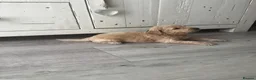 Cockapoo dogs for sale: Miniature f1b Cockapoo puppies DNA health clear🌟  - Advert 13