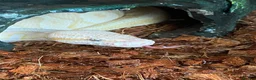 Python Snake reptiles for sale: Bamboo Orange dream male  - Advert 3