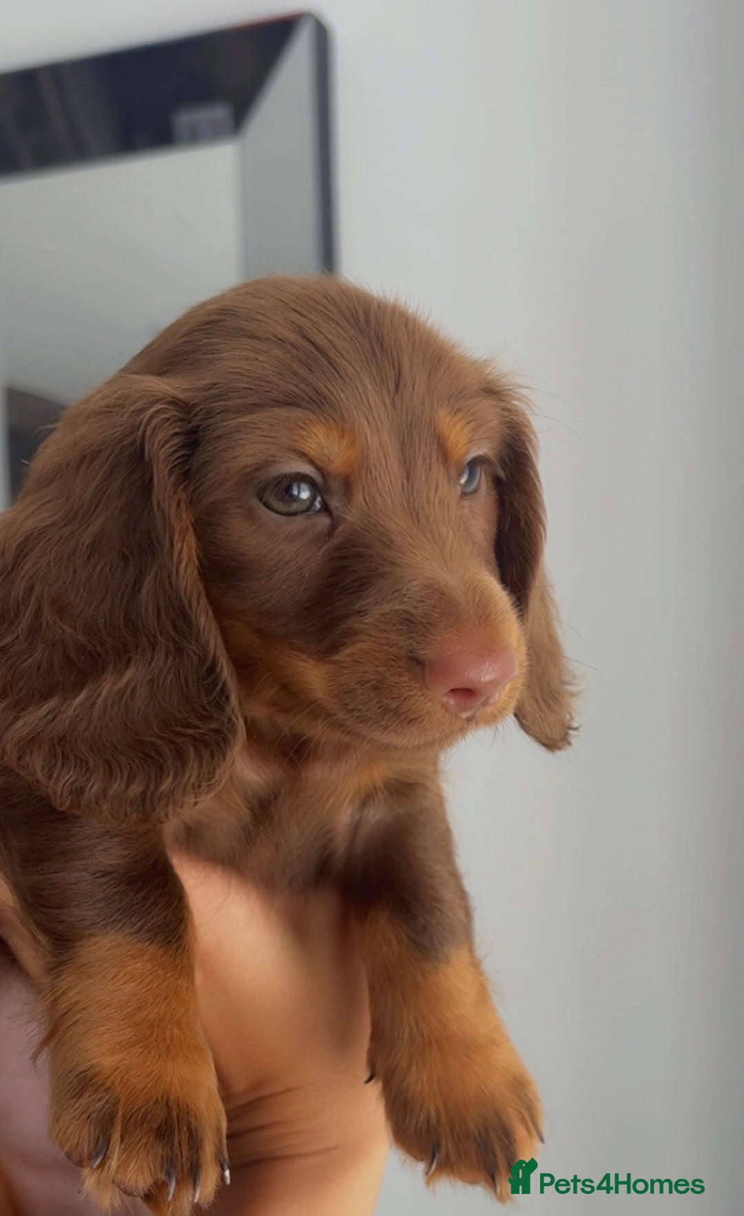 Dachshund dogs for sale: Long hair Dachshund  - Image 3